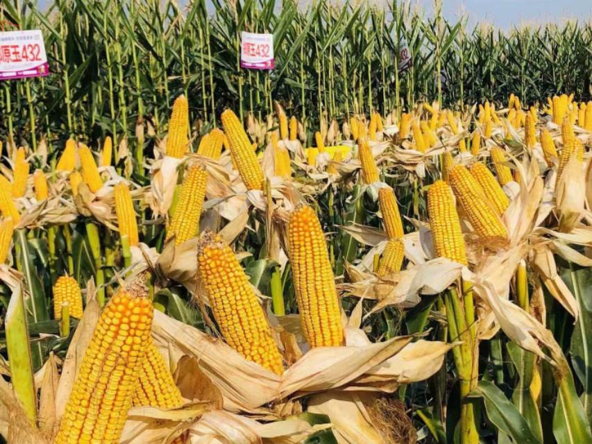 新疆巷弄隐秘宝藏,一家特色小店的奇遇之旅